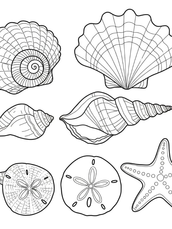 Simple Seashell Collection